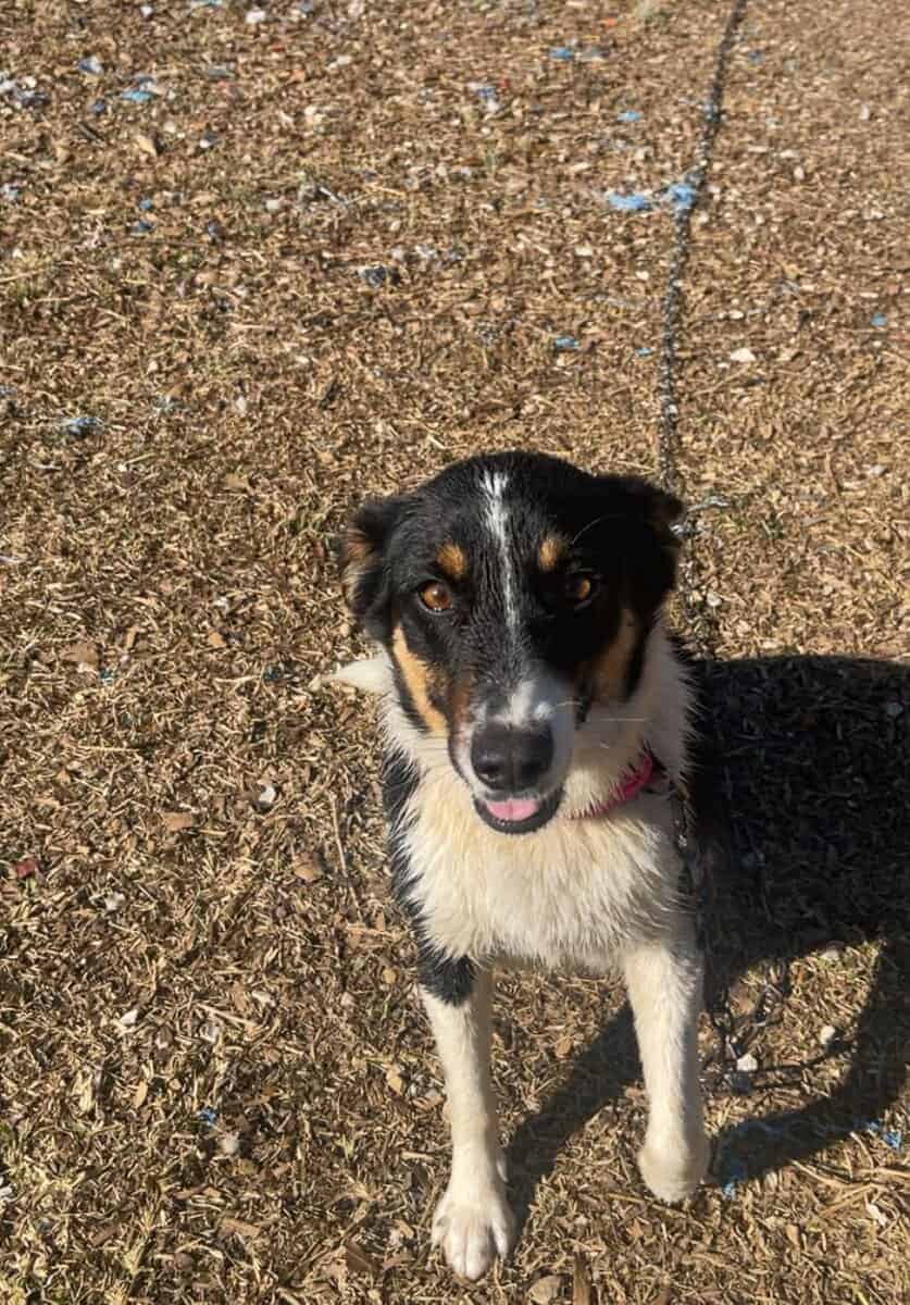 Australian shepherd image 4