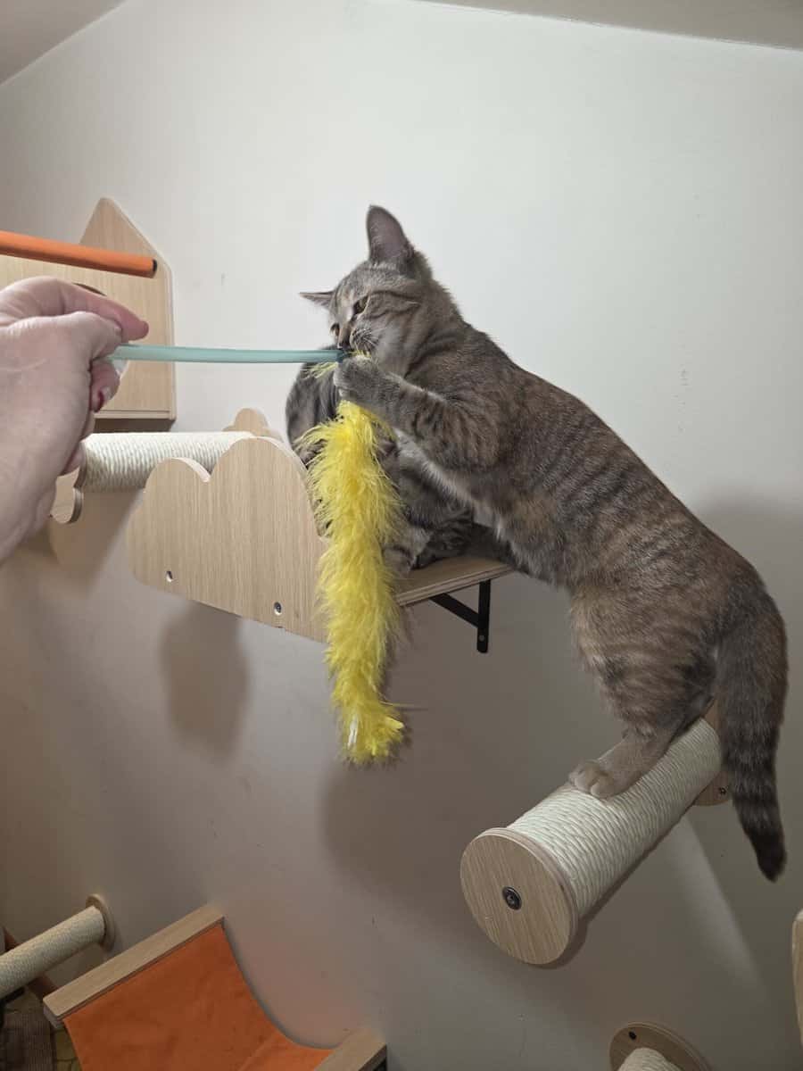 2 Kittens for adoption image 3