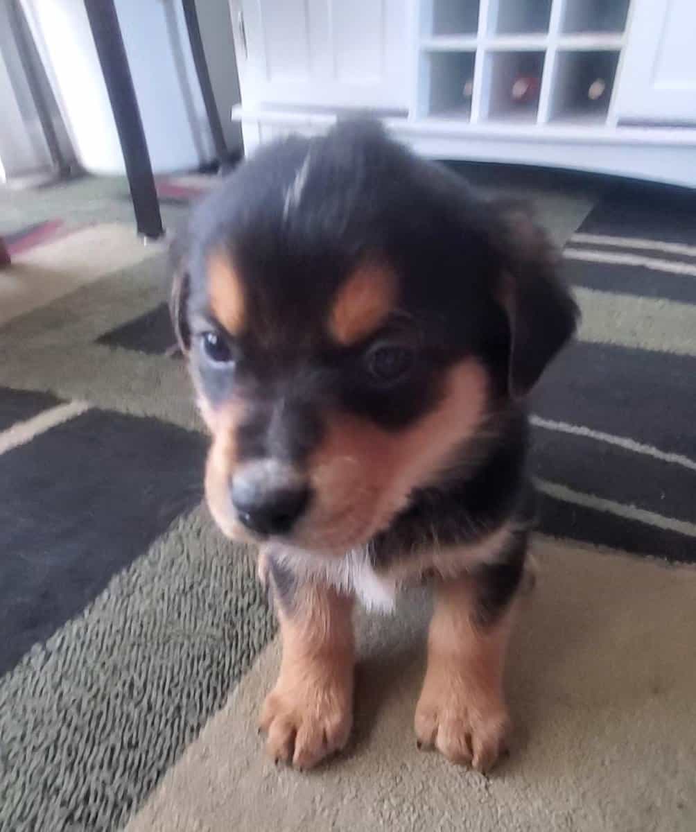 Puppies! image 4