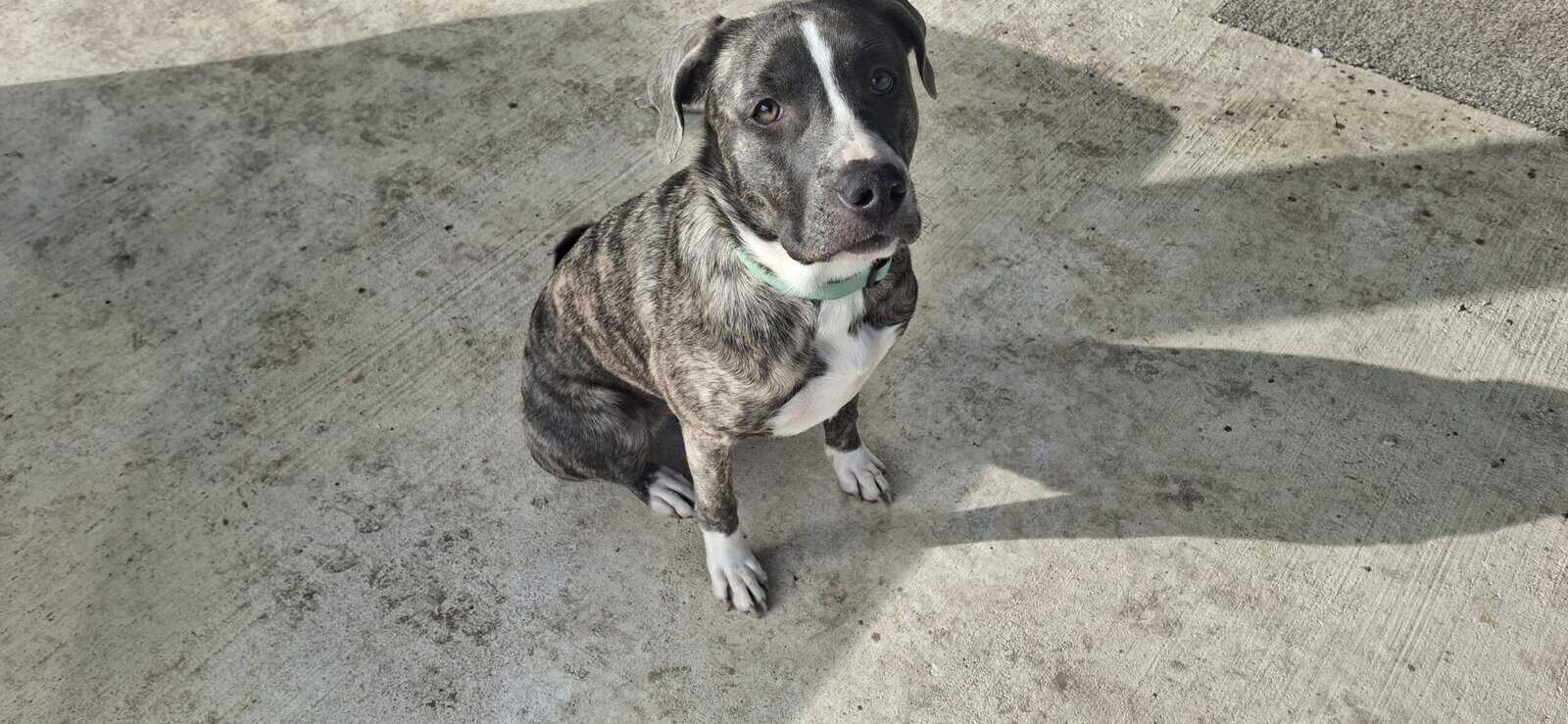 Need to find Juno a new home!!! image 1