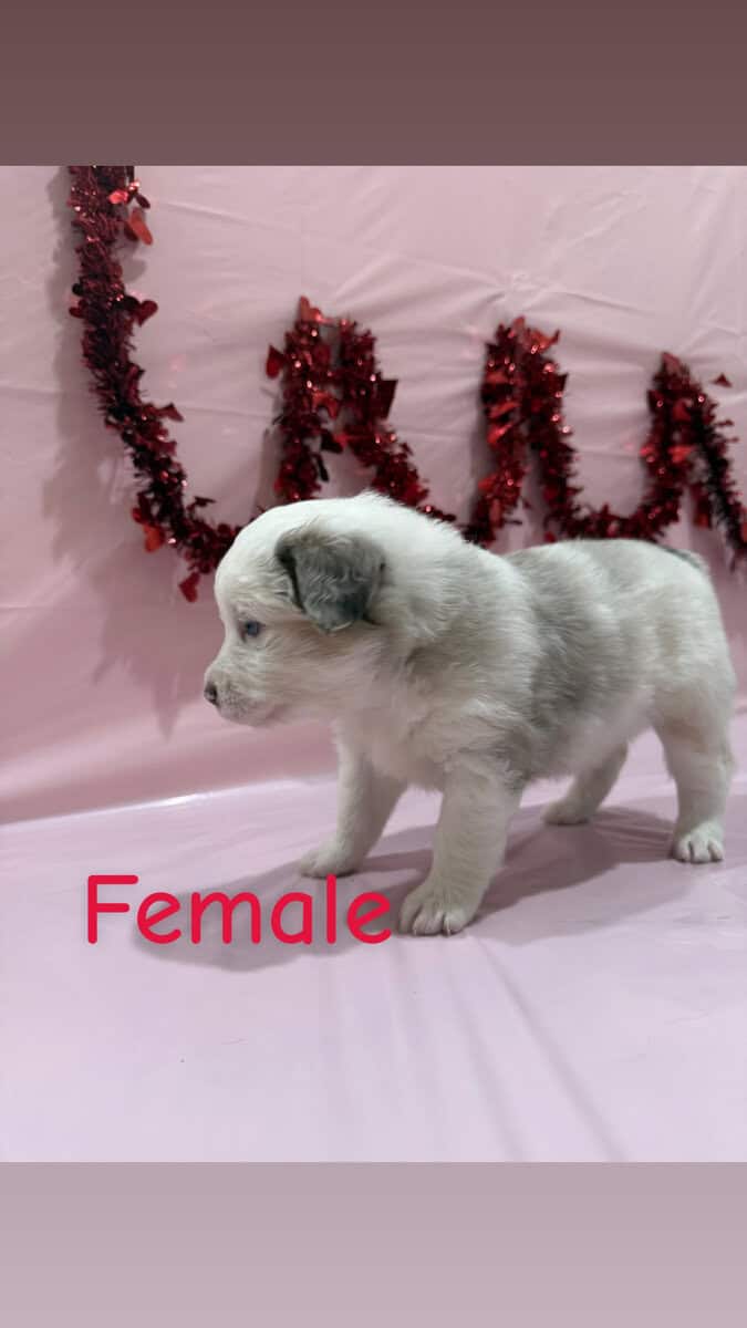 Need a Valentine? These babies are perfect! image 6