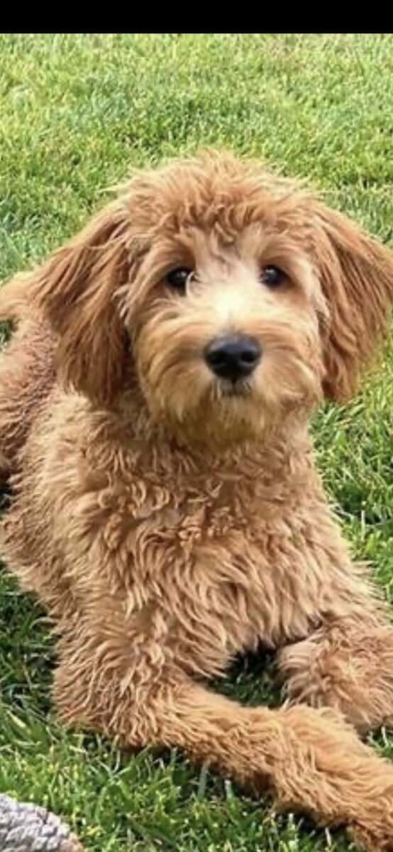 Miniature Goldendoddle image 1