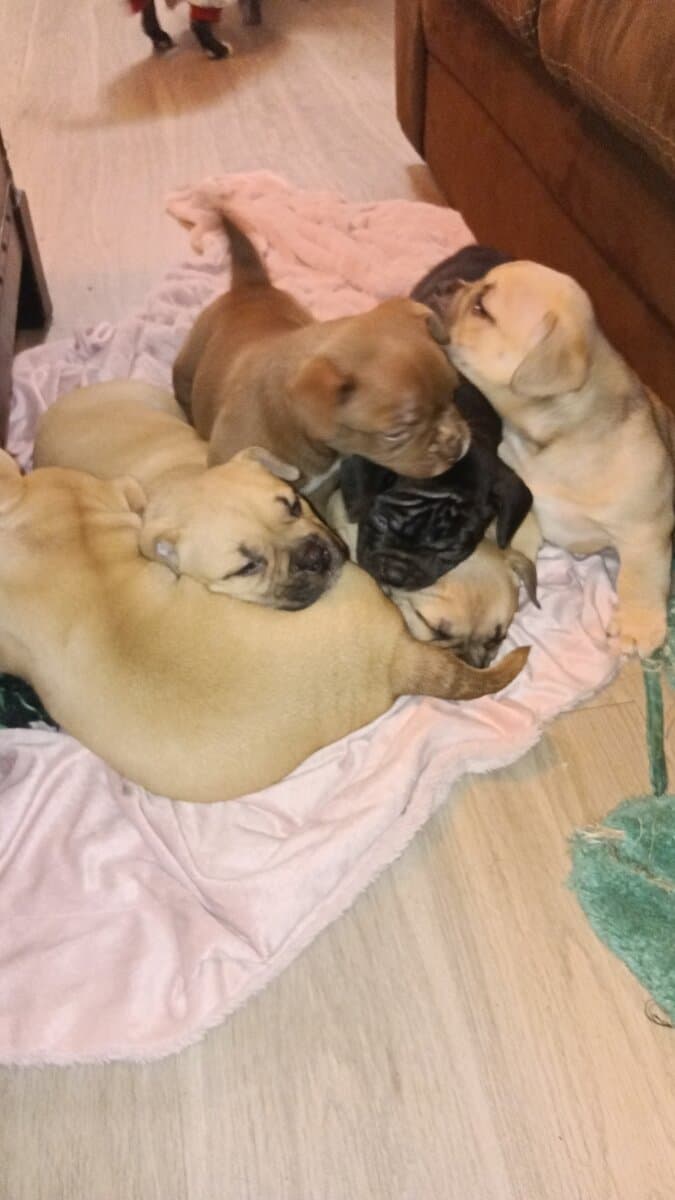 Pocket bullies for sell image 1