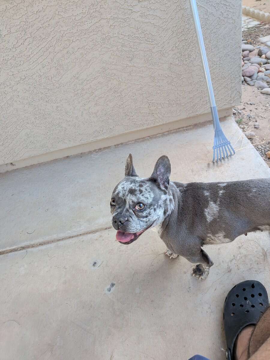 Female Frenchie - Sheila image 1