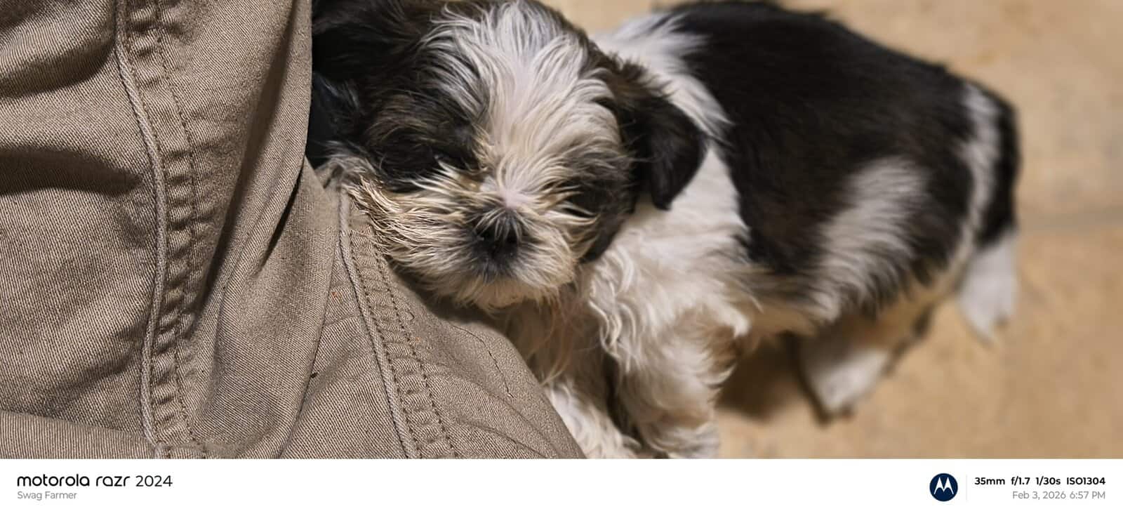 Puppies for loving home image 2