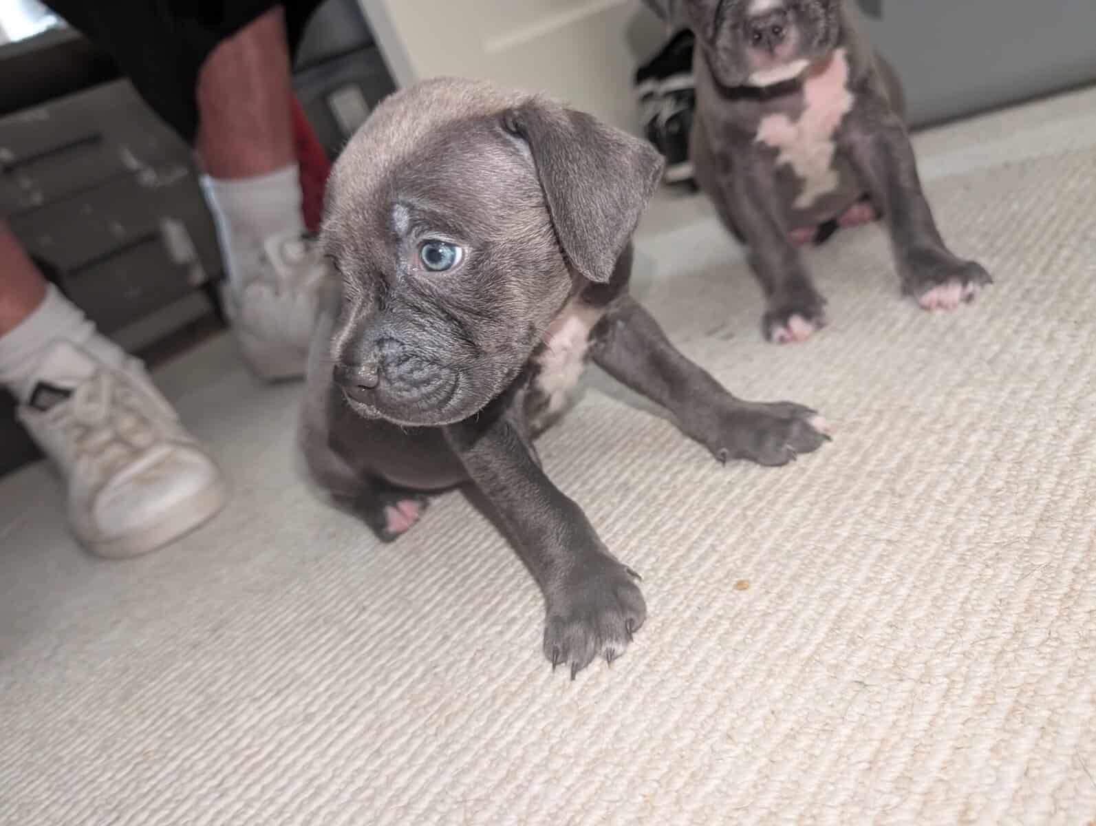 American Pitbull Terrier Puppies image 7