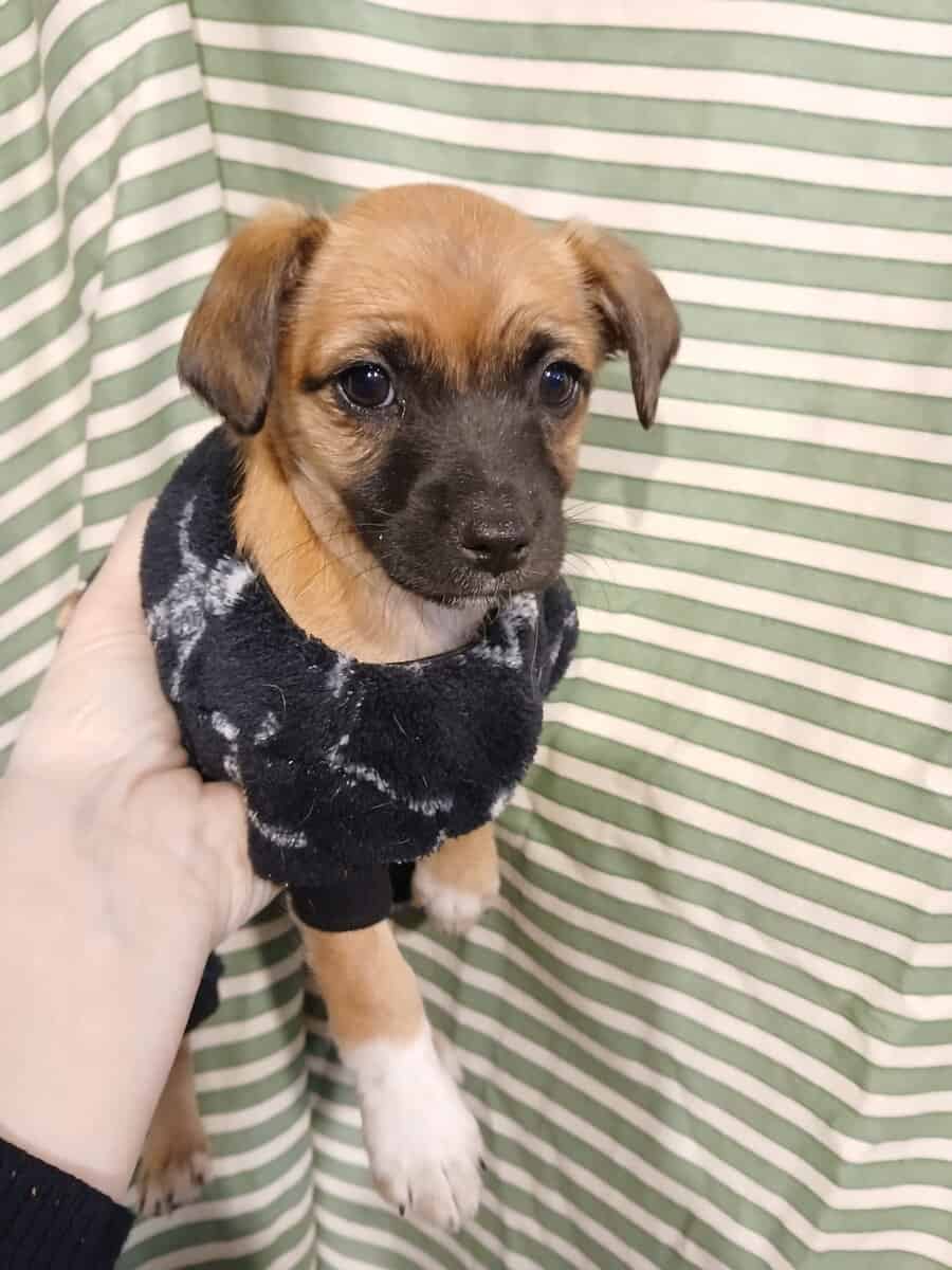 CHIHUAH/ MIX less than 3 lb 02-2026 9week image 3