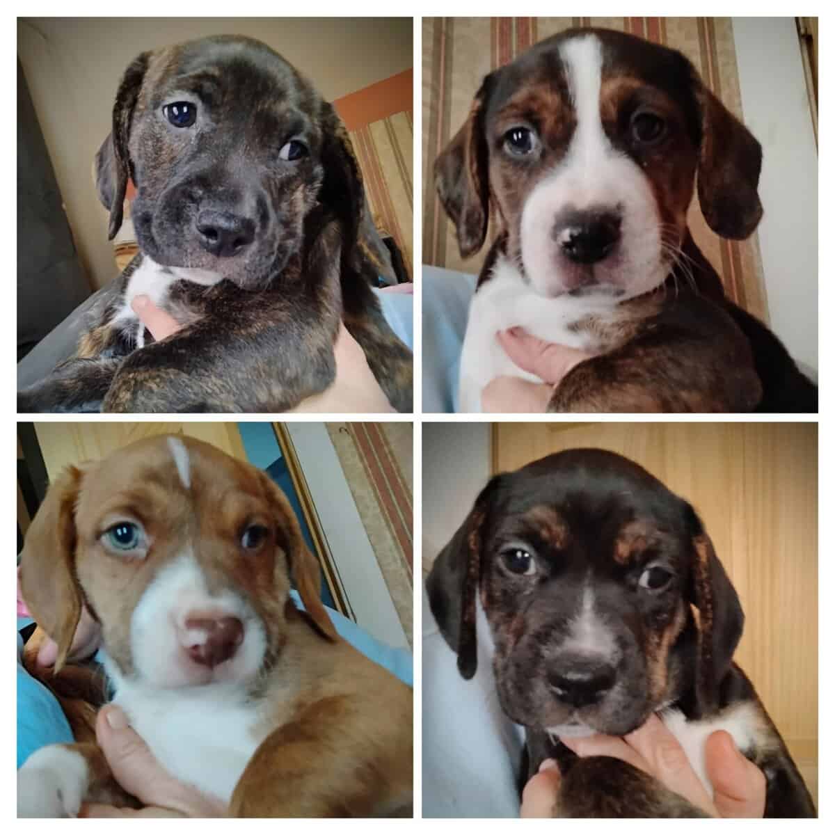 Puppies image 1
