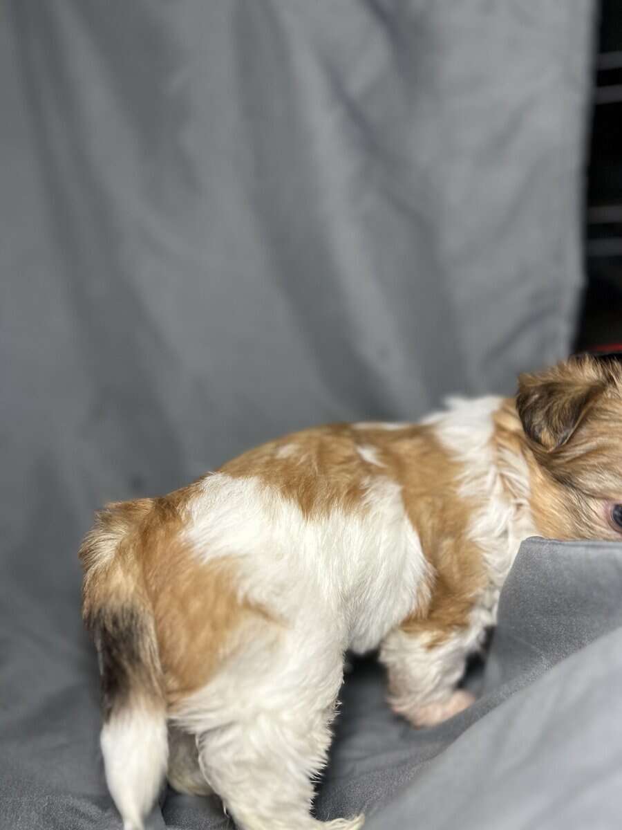 Marley image 3