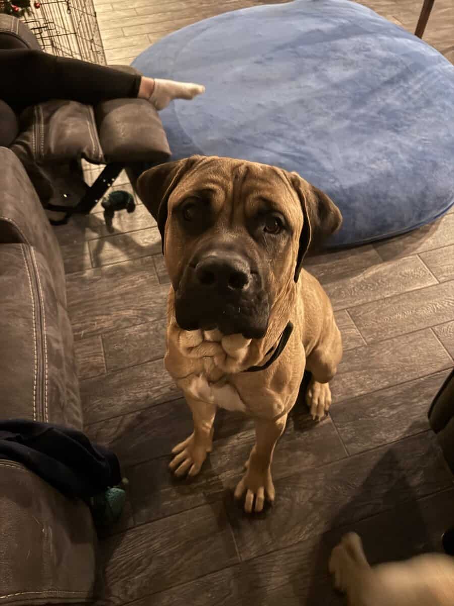 English mastiff puppies image 8
