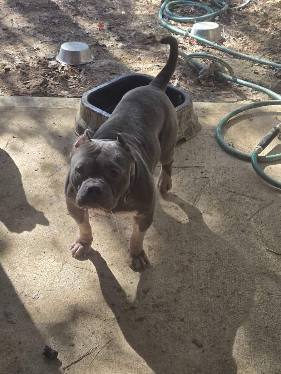 2 (M) American Bullies available to STUD!! image 2