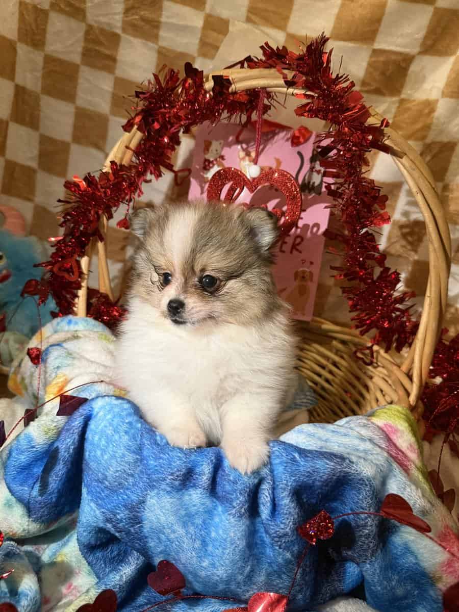Pomeranian puppy image 2
