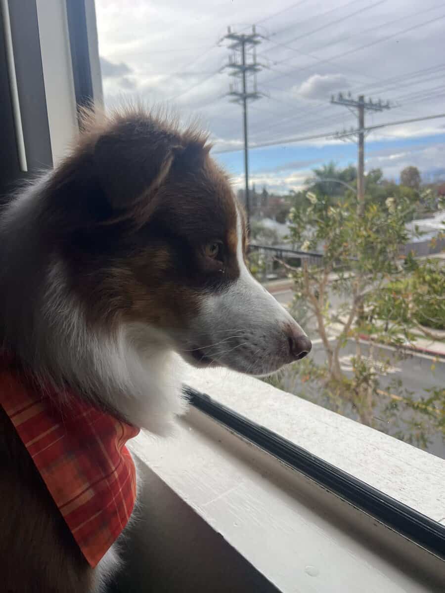Border Collie 2 yrs old image 3