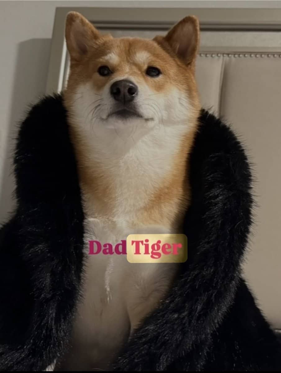 Midnight Pearl, Tuxido Shiba Inu image 8