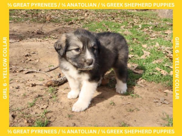 LGD Puppies-Great Pyrenees/Shepherd Mix image 18