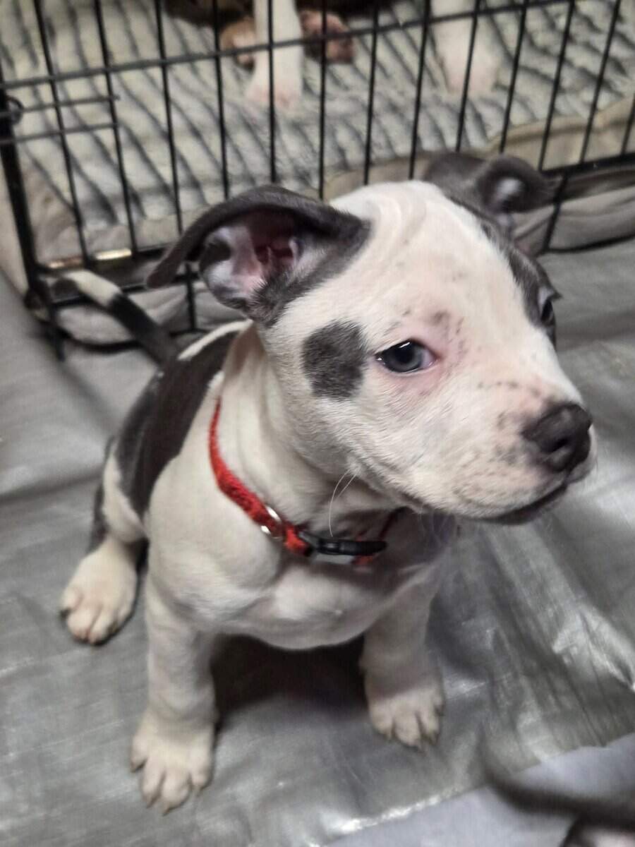 Pitbull puppies image 3