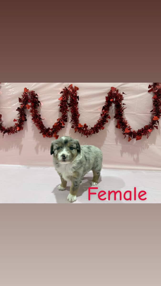 Need a Valentine? These babies are perfect! image 1