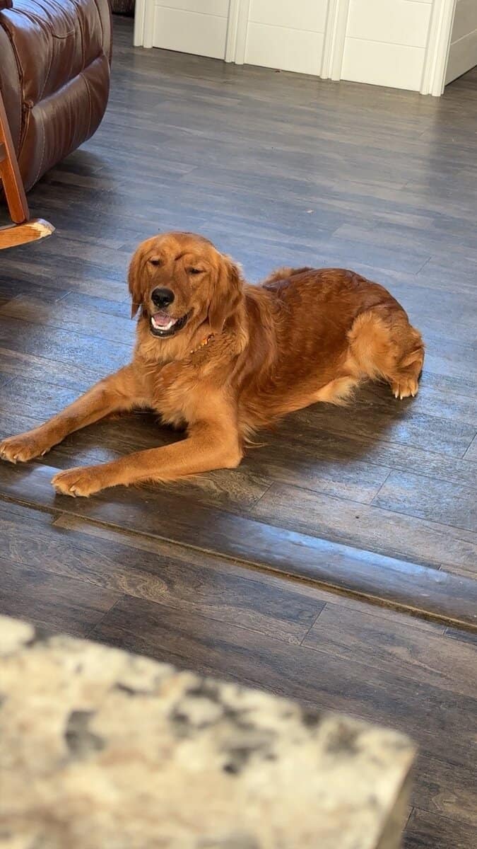 Golden Retriever Puppies image 2