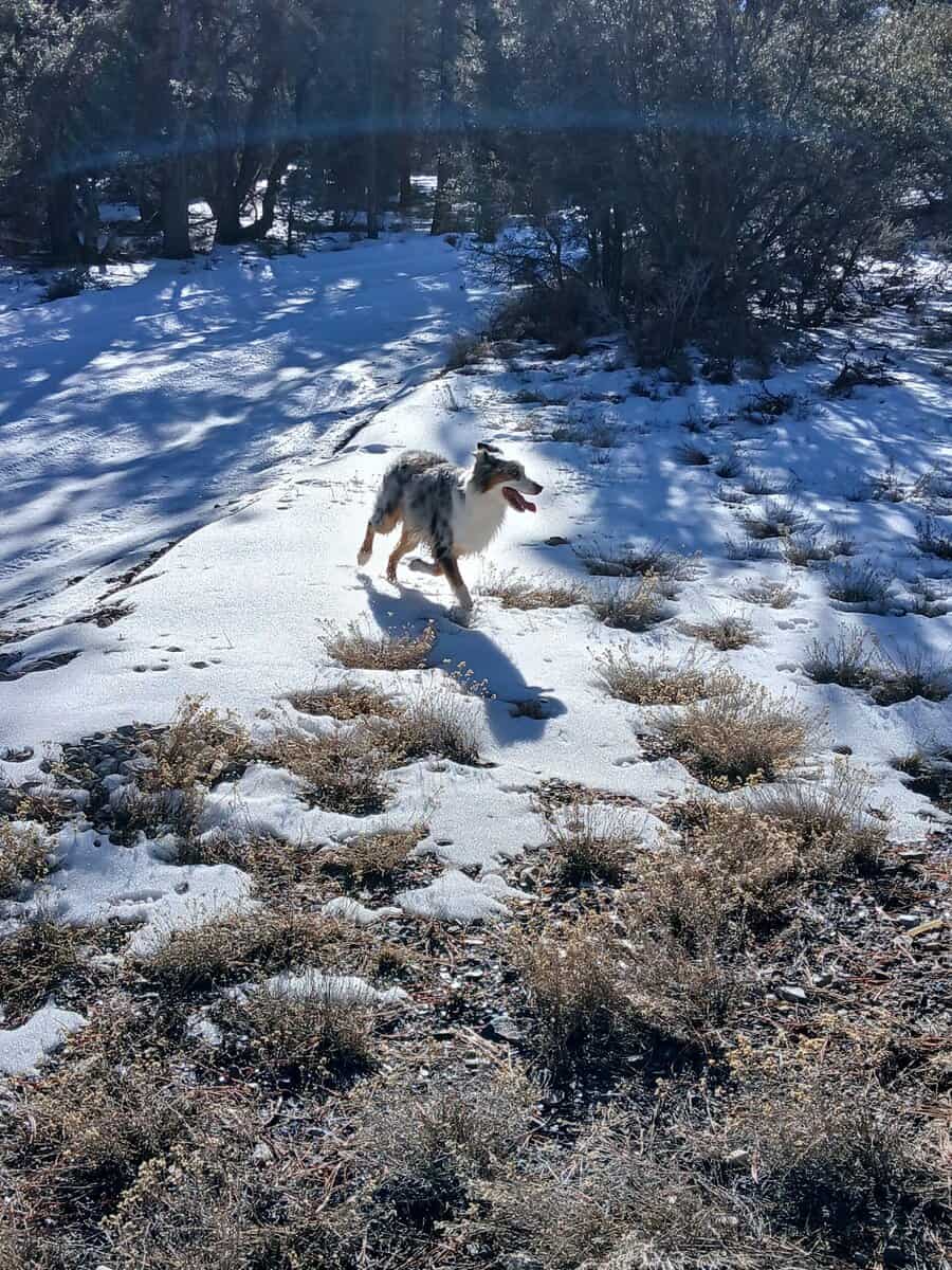 Australian Shepherd image 1