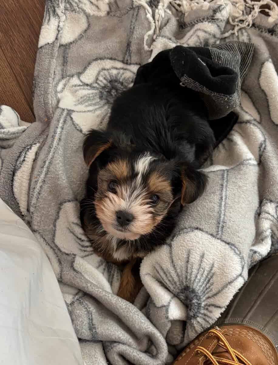 Yorkies yorkies!!!! image 7