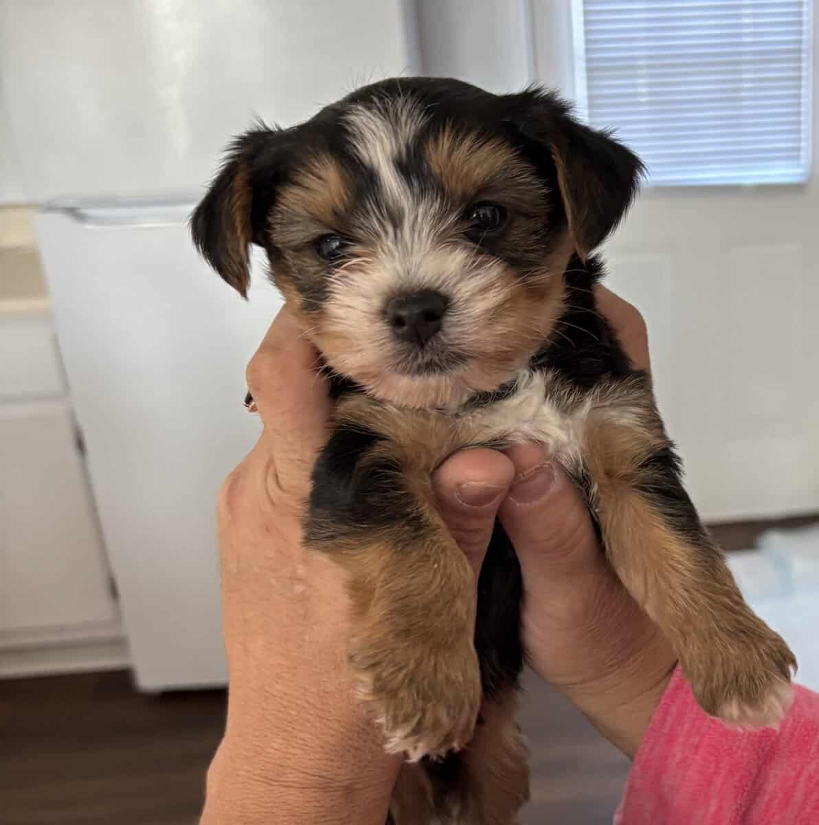 Yorkies yorkies!!!! image 23