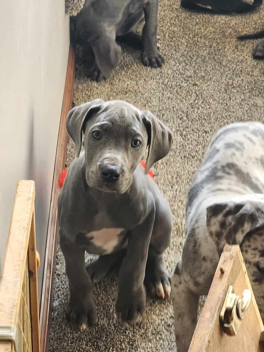Great Dane puppies image 6