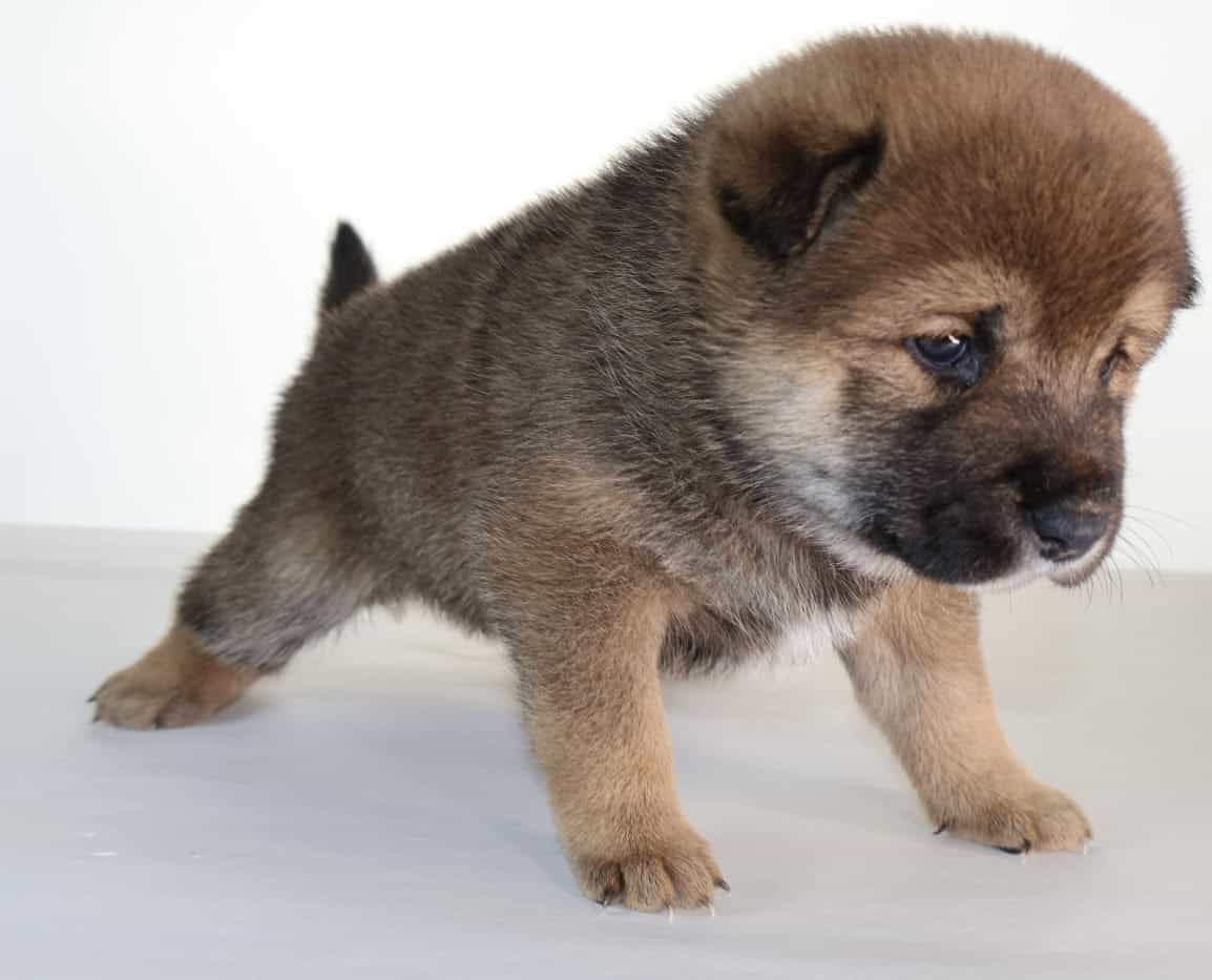 Lion King, Shiba Inu Sesame Boy image 6