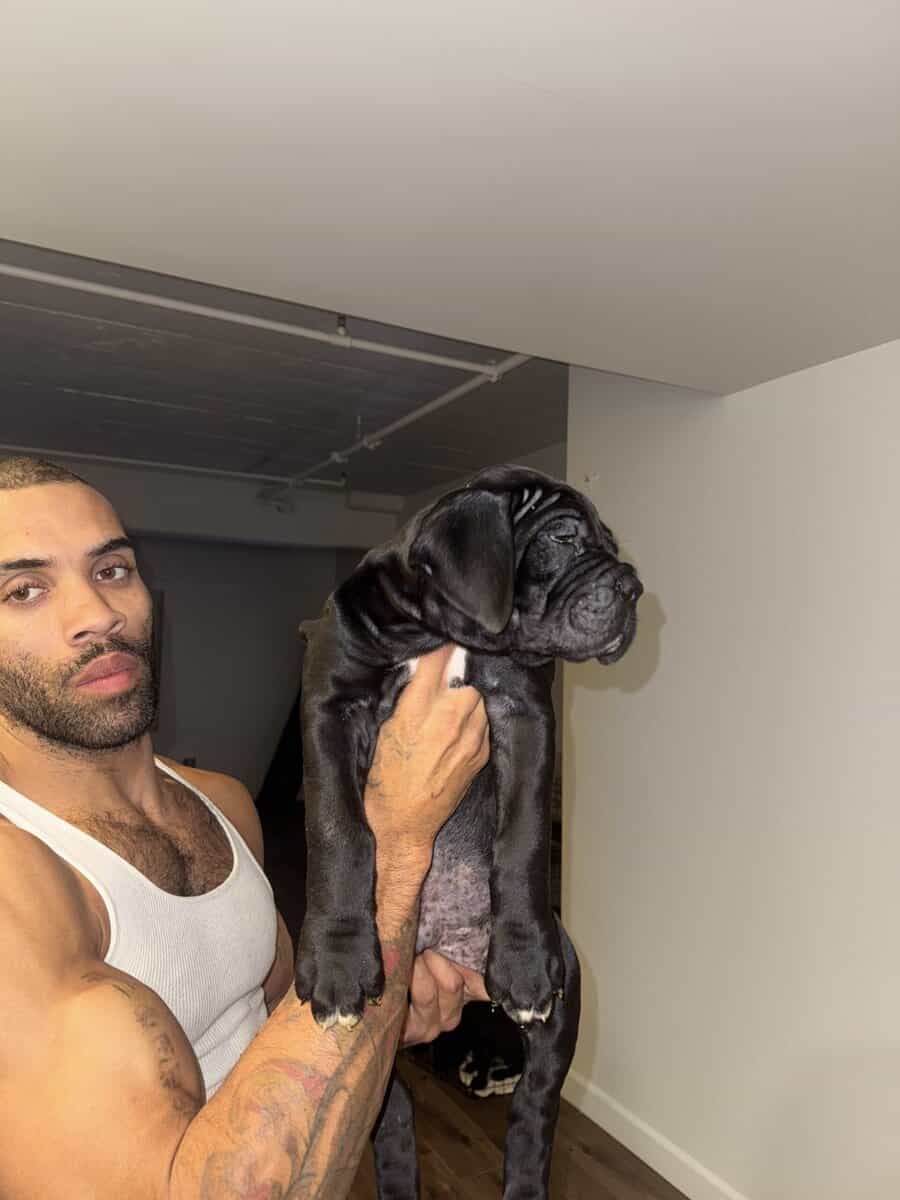 Cane Corso black image 3