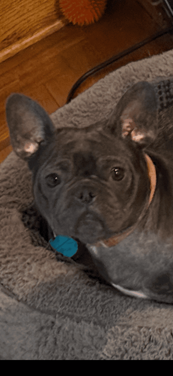 2 year old blue face frenchie with papers image 4