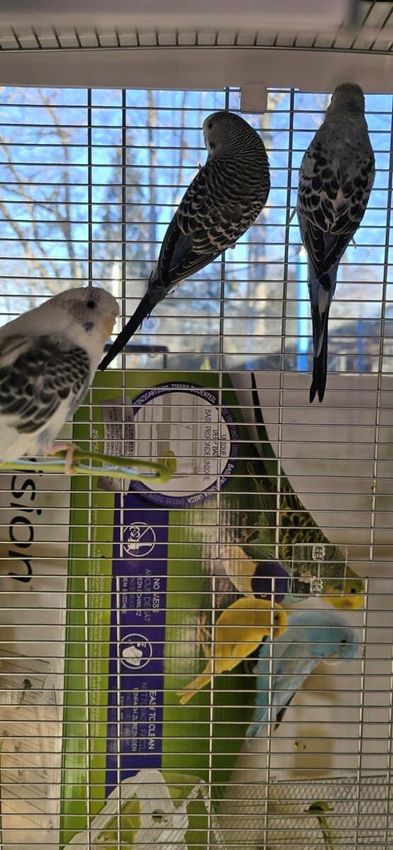 Paired Parakeets image 2