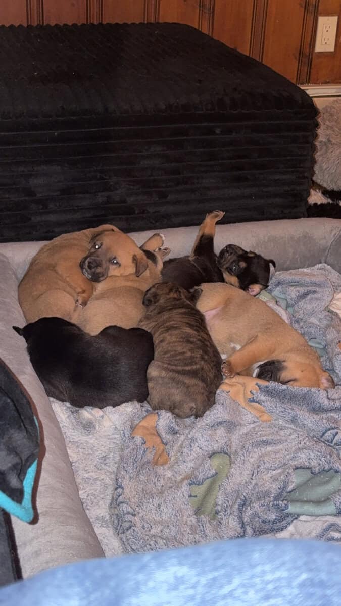 4 Puppy Girls image 3