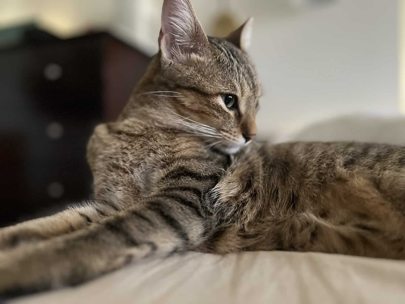 Part Explorer, Part Foodie, 100% Loyal: Meet Baby! image 4