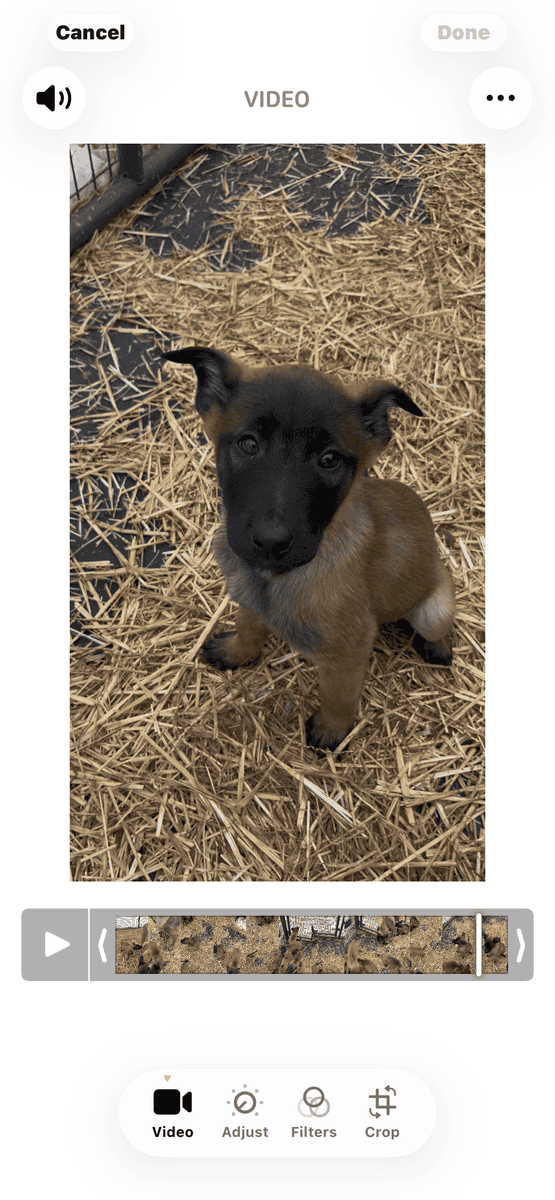 Belgian Shepherd puppies 🐶 image 2