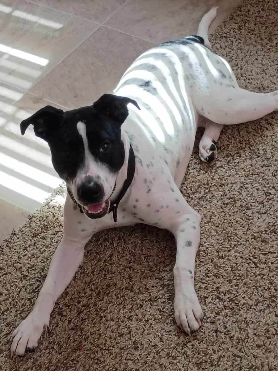 9 month old puppy image 1
