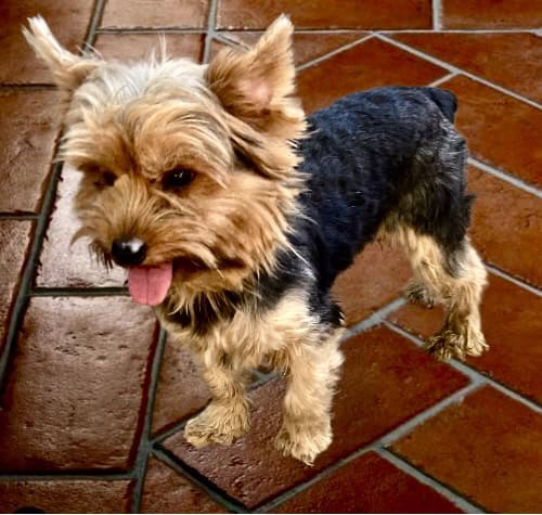 Female Yorkie image 1