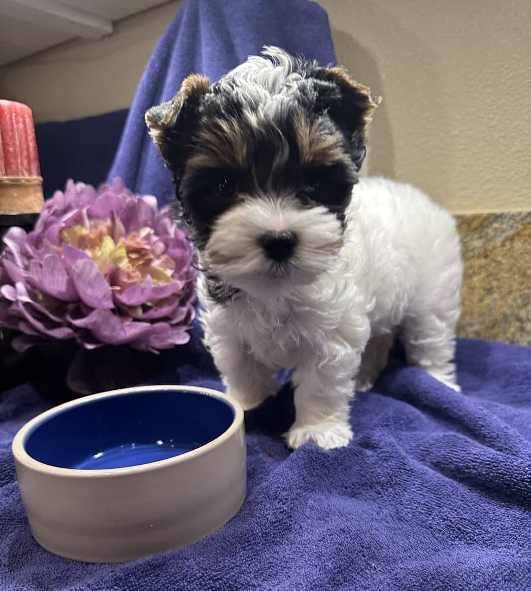 Biewer Terrier Female image 1