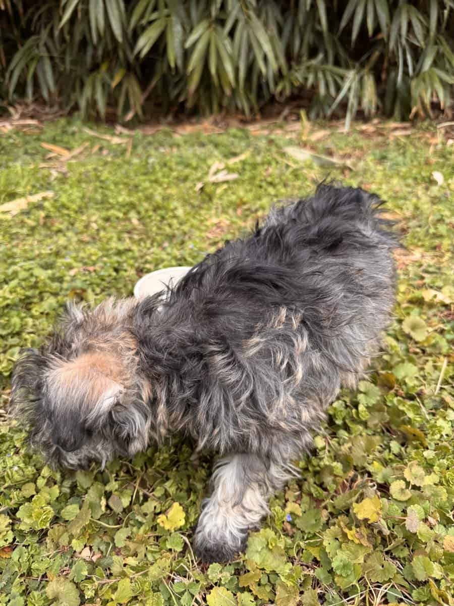 Miniature Schnauzer puppy image 4