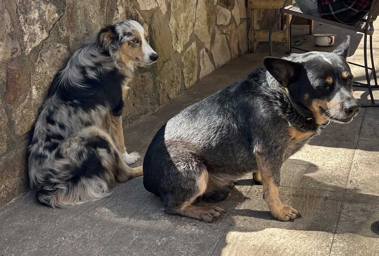 Adorable Australian Heeler pups image 9