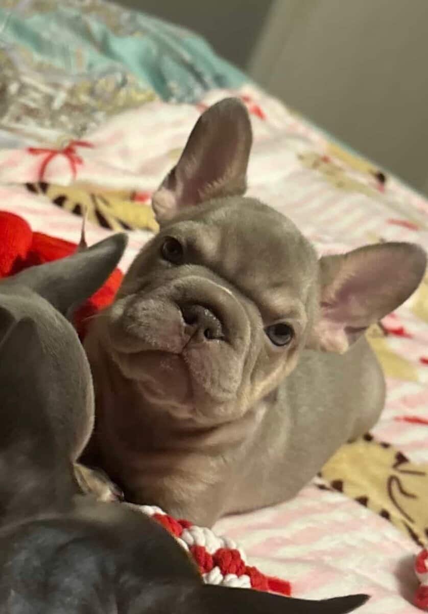 2500 fluffy French bulldogs image 1