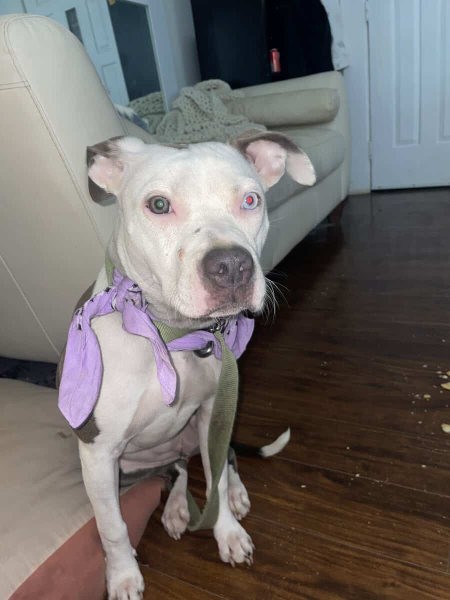 Female bull terrier image 3