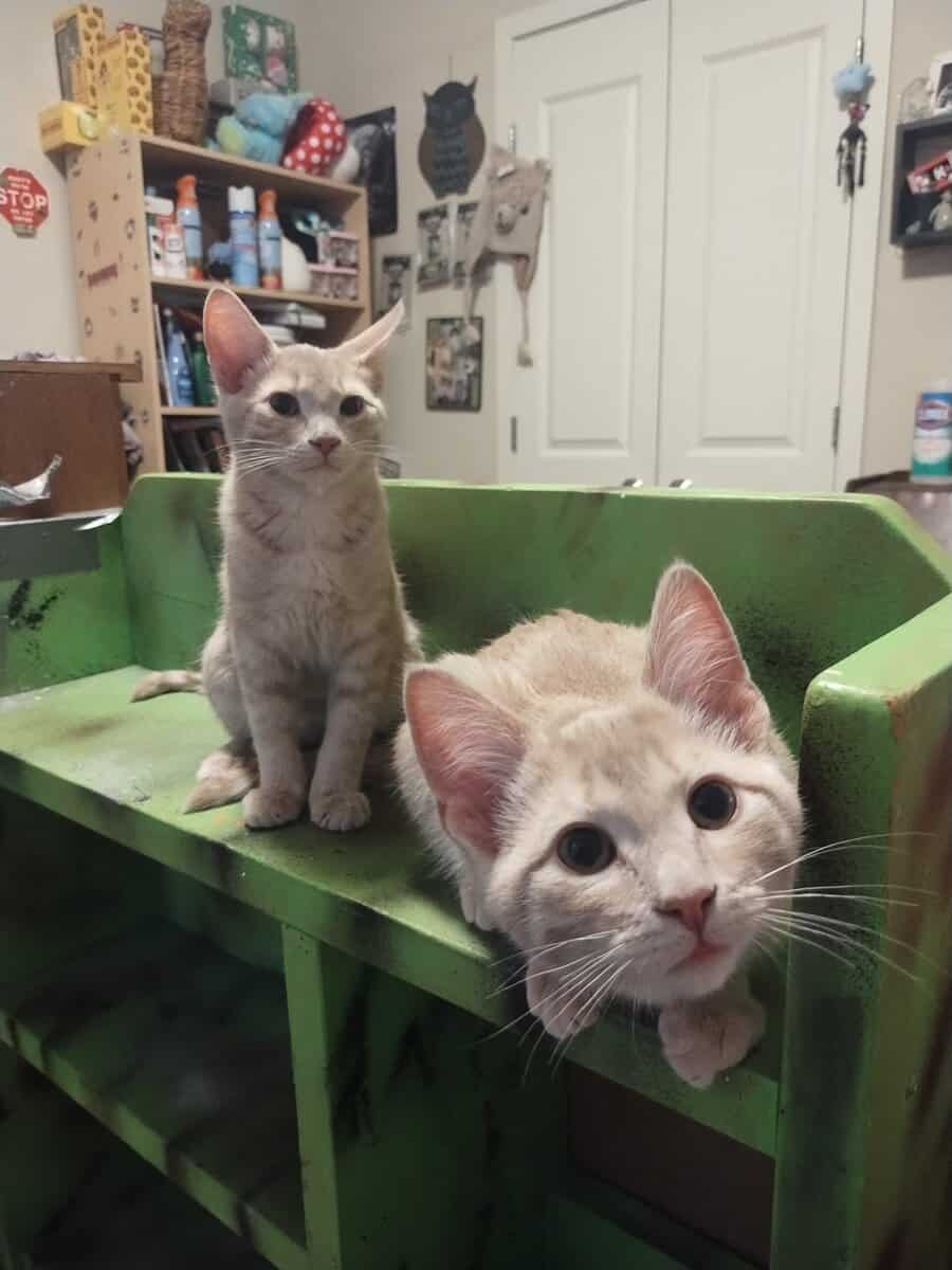 Four kittens need furever homes! image 2