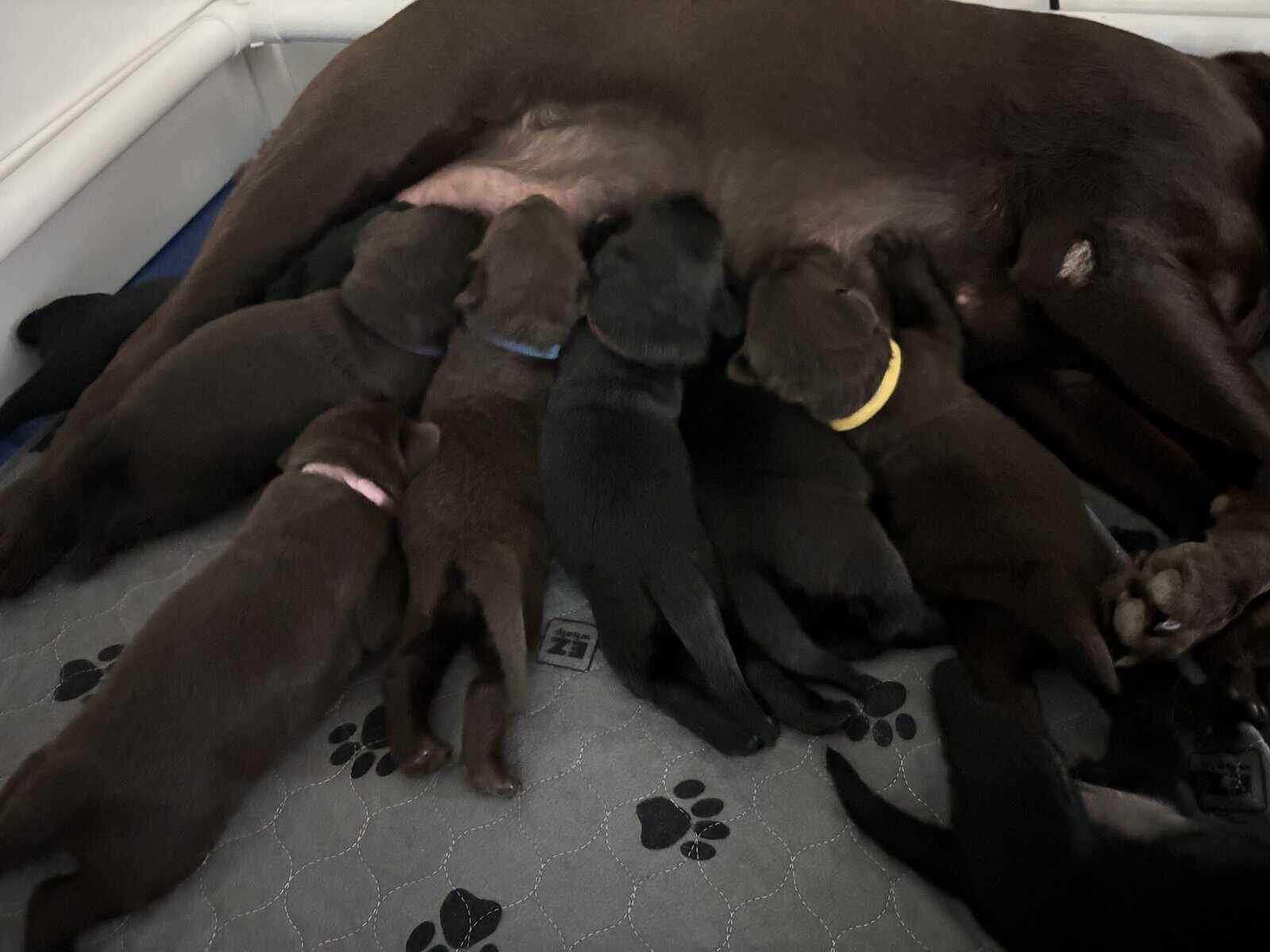 Labrador Retriever puppies image 2