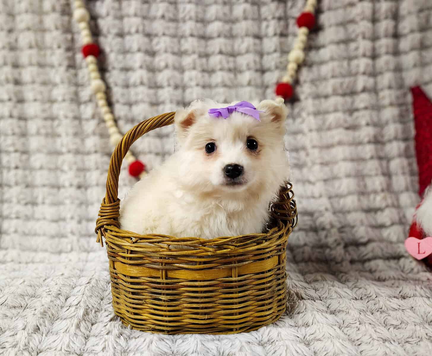puppies, females available $350 Columbia city utd image 5
