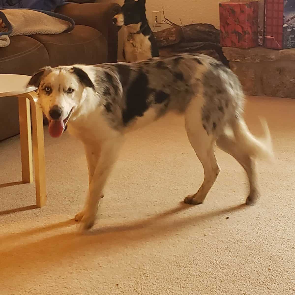 Blue Merle Border Collie - ABCA Male image 1
