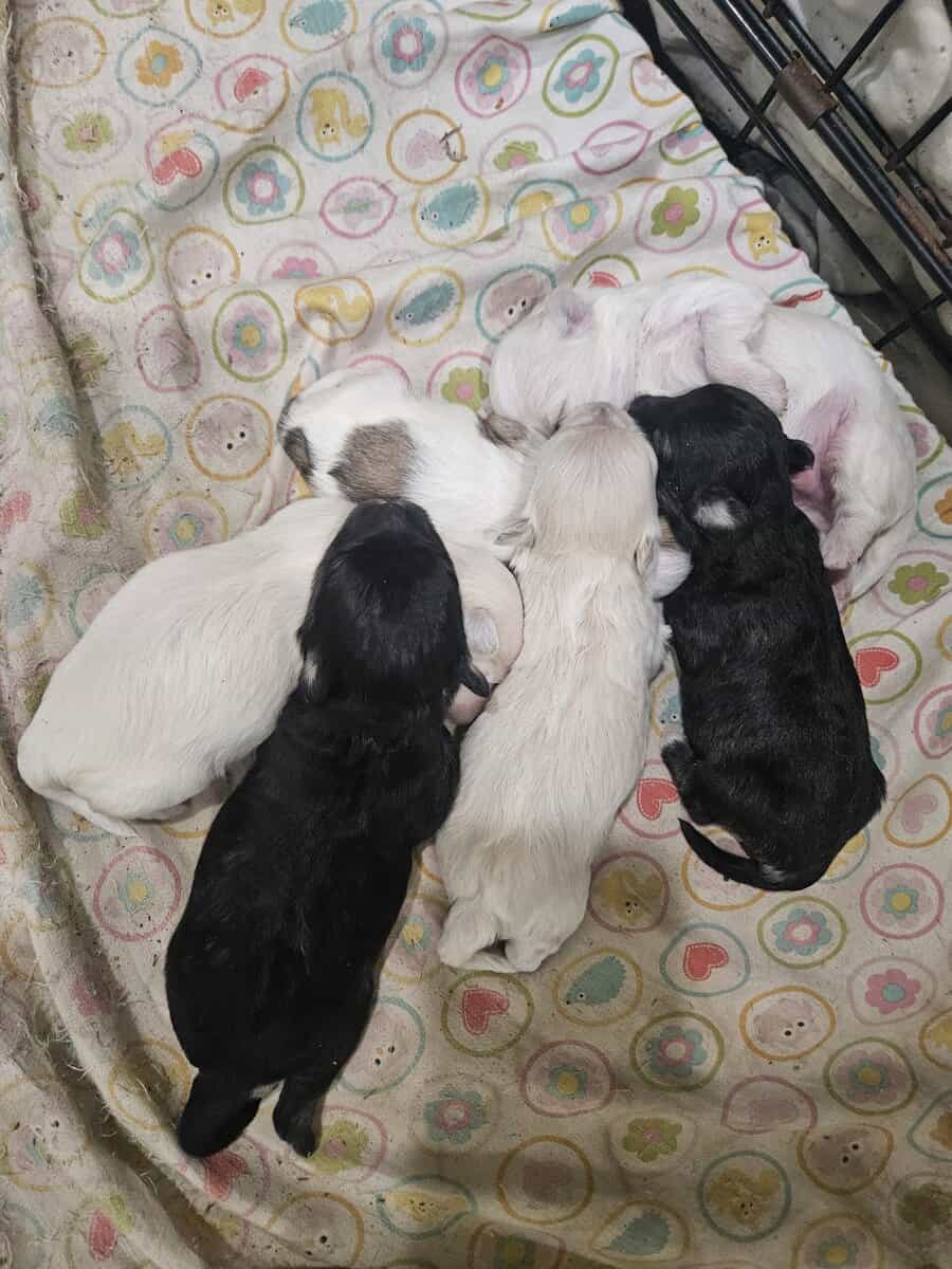 Maltipoo puppies image 2
