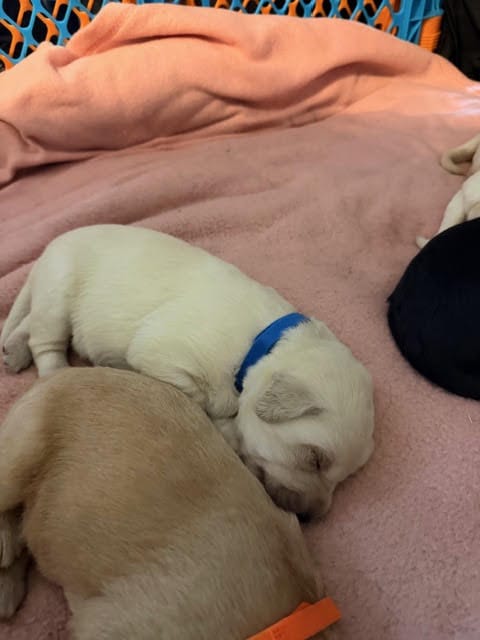 Labradoodle Puppies image 6