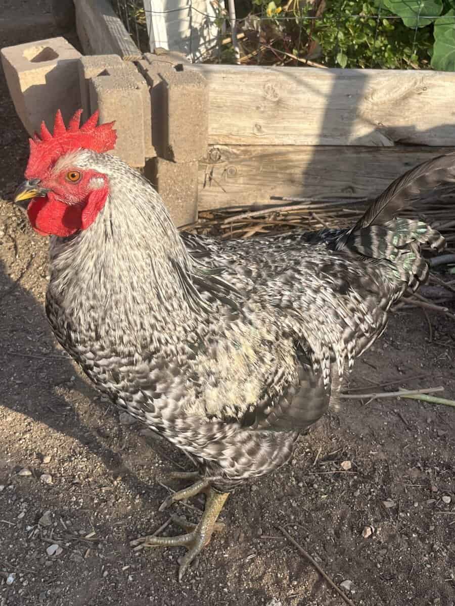 Rooster for sale image 1
