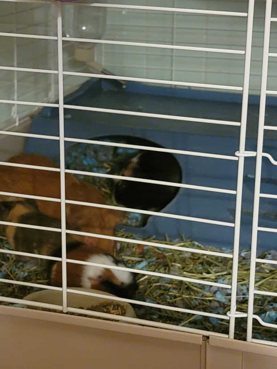 Guinea Pigs in need of a new home image 6