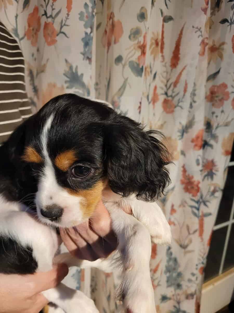 King charles cavaliers puppy image 2
