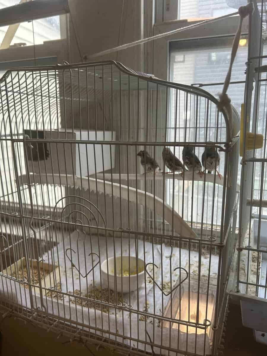 Zebra finches image 5